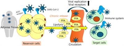 Obesity-compromised immunity in post-COVID-19 condition: a critical control point of chronicity